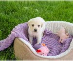 Small #4 Labrador Retriever