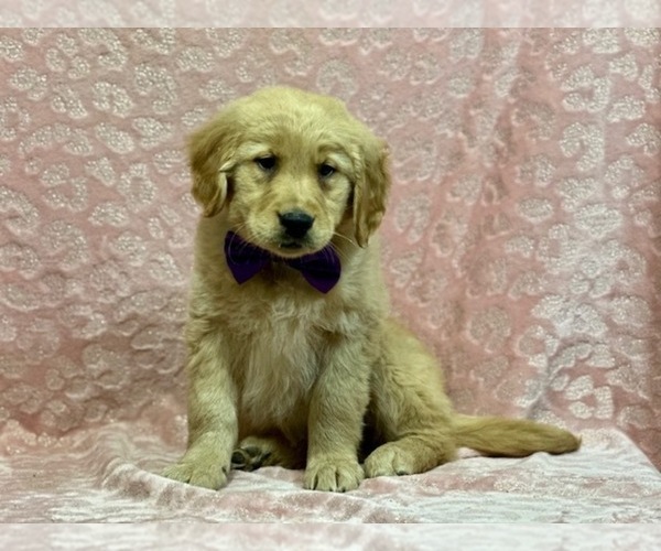 Medium Photo #4 Golden Retriever Puppy For Sale in LANCASTER, PA, USA