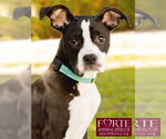 Small #4 American Staffordshire Terrier-Boston Terrier Mix