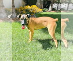 Small #1 Boxer Mix