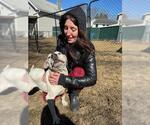 Small #5 American Pit Bull Terrier Mix
