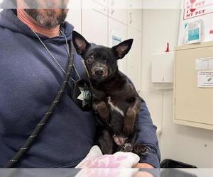 Chihuahua Dogs for adoption in Berkeley , CA, USA