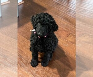 Poodle (Standard) Puppy for sale in FALMOUTH, VA, USA