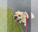Small #3 American Staffordshire Terrier