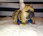 Small Photo #1 French Bulldog Puppy For Sale in LAKEWOOD, WA, USA