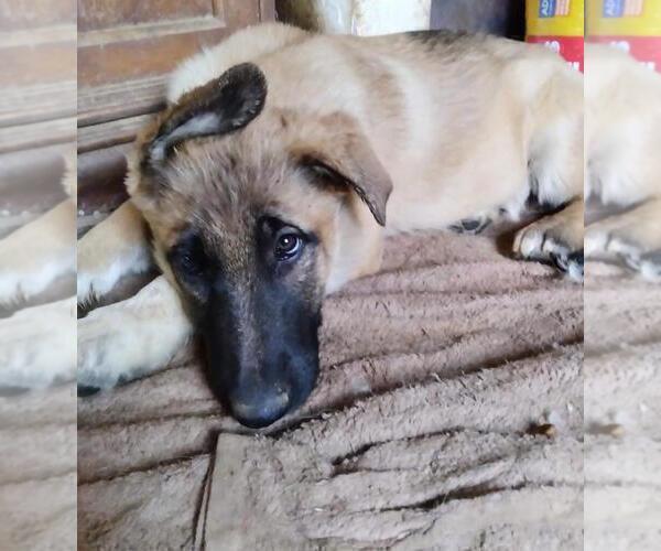 Medium Photo #3 German Shepherd Dog Puppy For Sale in YUCCA VALLEY, CA, USA