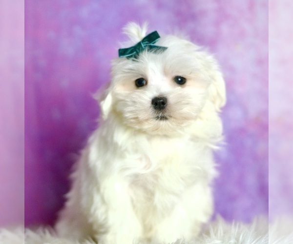 Medium Photo #38 Maltese Puppy For Sale in WARSAW, IN, USA