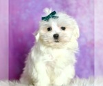 Small Photo #38 Maltese Puppy For Sale in WARSAW, IN, USA