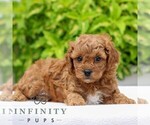 Small #2 Cavapoo