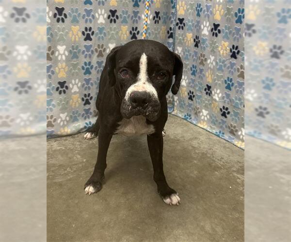 Medium Photo #1 Boxer Puppy For Sale in Rosenberg, TX, USA
