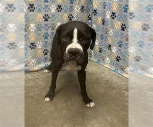 Boxer Dogs for adoption in Rosenberg, TX, USA