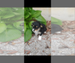 Small Photo #3 Pembroke Welsh Corgi-Poodle (Miniature) Mix Puppy For Sale in LEBANON, MO, USA