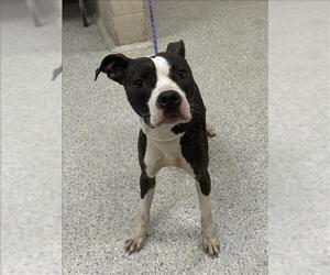 American Pit Bull Terrier-Unknown Mix Dogs for adoption in Conroe, TX, USA