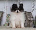 Small Photo #7 Pomeranian Puppy For Sale in FREDERICKSBG, OH, USA