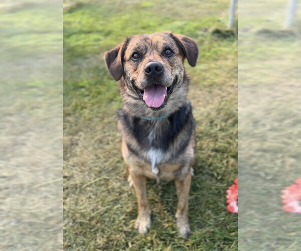 Medium Photo #2 Mutt Puppy For Sale in Bemidji, MN, USA