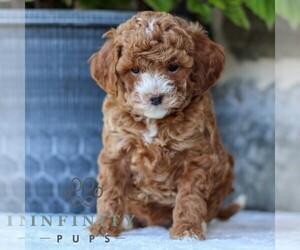 Goldendoodle (Miniature) Puppy for sale in EAST EARL, PA, USA