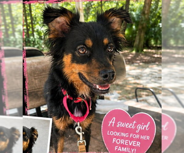 Medium Photo #7 Australian Shepherd Puppy For Sale in Cape May, NJ, USA