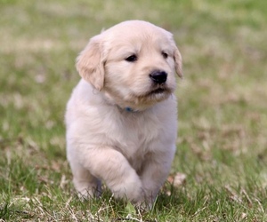 Golden Retriever Puppy for Sale in CISSNA PARK, Illinois USA