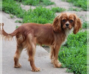 Cavalier King Charles Spaniel Puppy for sale in GRINNELL, IA, USA