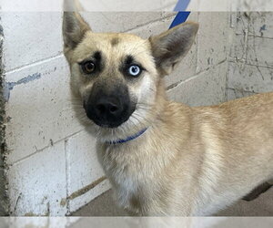 Gerberian Shepsky Dogs for adoption in San Bernardino, CA, USA