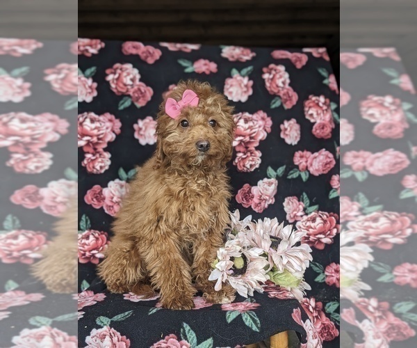 Medium Photo #3 Goldendoodle (Miniature) Puppy For Sale in KIRKWOOD, PA, USA