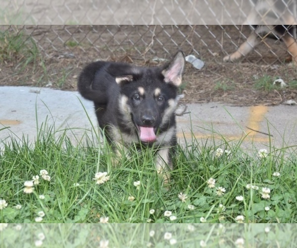 Medium Photo #2 German Shepherd Dog Puppy For Sale in RIVERDALE, MD, USA