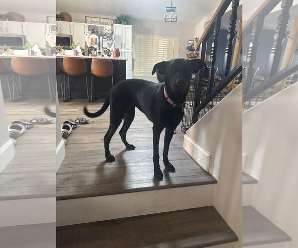 Medium Photo #3 Labrador Retriever-Unknown Mix Puppy For Sale in Chandler, AZ, USA