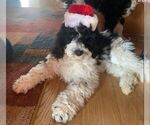 Small Photo #5 Cavapoo-Poodle (Standard) Mix Puppy For Sale in MILLINGTON, MI, USA