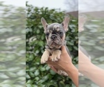 Small Photo #3 French Bulldog Puppy For Sale in METUCHEN, NJ, USA