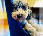 Small Photo #1 Goldendoodle (Miniature) Puppy For Sale in BUFFALO, NY, USA