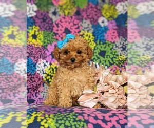 Poodle (Toy) Puppy for sale in PARADISE, PA, USA