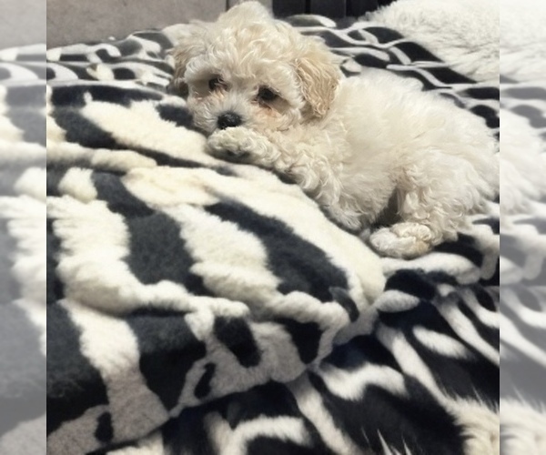 Medium Photo #11 Poodle (Toy) Puppy For Sale in CHARLOTTE, NC, USA