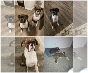 Mother of the Boxer puppies born on 04/11/2023