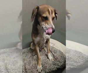 Border Collie-Unknown Mix Dogs for adoption in HESPERIA, CA, USA