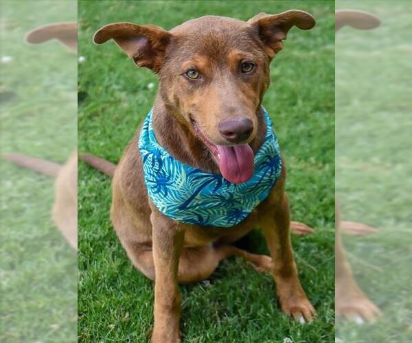 Medium Photo #1 Doberman Pinscher-German Shepherd Dog Mix Puppy For Sale in Tulsa, OK, USA
