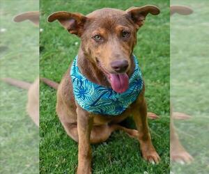 Doberman Pinscher-German Shepherd Dog Mix Dogs for adoption in Tulsa, OK, USA