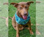 Small Doberman Pinscher-German Shepherd Dog Mix