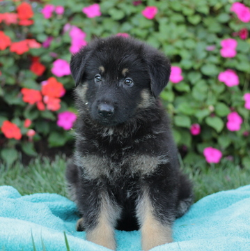 Medium Photo #2 German Shepherd Dog Puppy For Sale in GAP, PA, USA