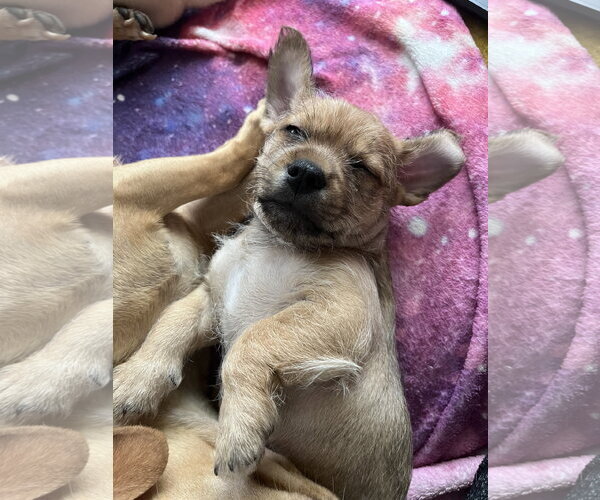 Medium Photo #5 Chiweenie Puppy For Sale in Milwaukie, OR, USA