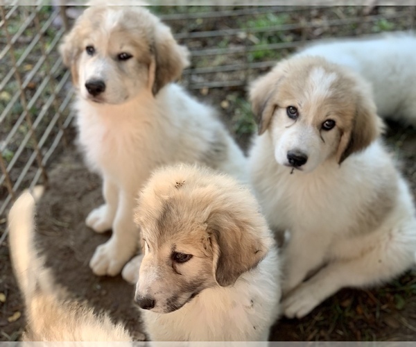 Medium Photo #1 Great Pyrenees Puppy For Sale in YORKVILLE, IL, USA