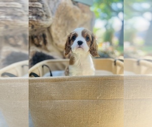 Cavalier King Charles Spaniel Puppy for Sale in ELK GROVE, California USA