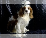 Small #7 Cavalier King Charles Spaniel