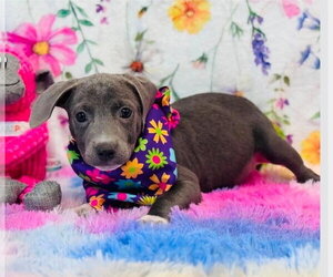 American Pit Bull Terrier-Dachshund Mix Dogs for adoption in Lakewood, CO, USA