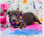 Small American Pit Bull Terrier-Dachshund Mix