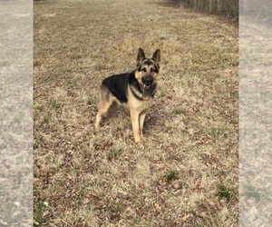 German Shepherd Dog Puppy for Sale in SPRINGFIELD, Illinois USA