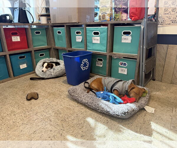 Medium Photo #8 Australian Shepherd-Beagle Mix Puppy For Sale in Wakefield, RI, USA