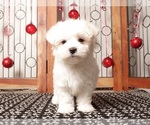 Small #1 Maltese