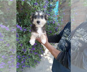 Dachshund-Unknown Mix Dogs for adoption in San Diego, CA, USA