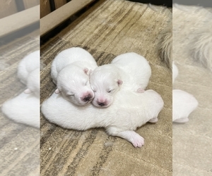 Samoyed Puppy for sale in AURORA, CO, USA