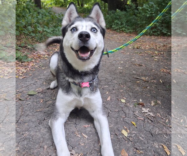 Medium Photo #2 Siberian Husky Puppy For Sale in Fargo, ND, USA